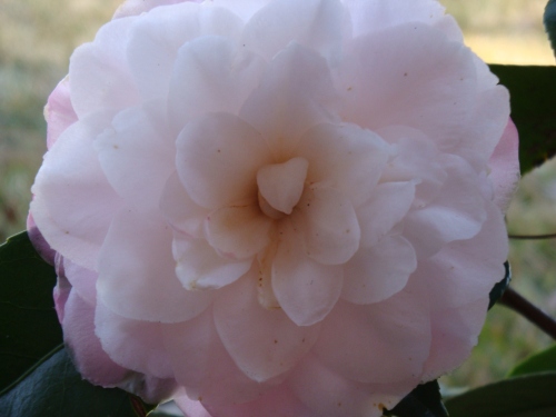 2-19-09-full-blown-camellia1