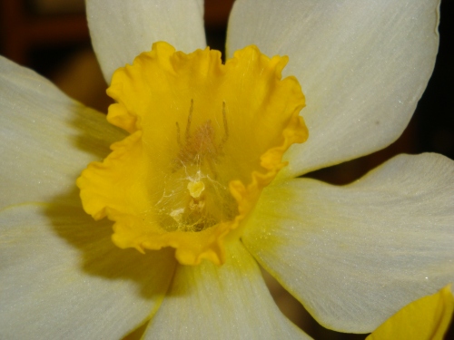 2-25-09-spider-in-daffodil
