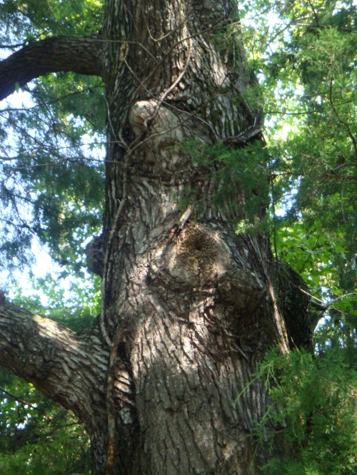 7-23-09 tree trunk