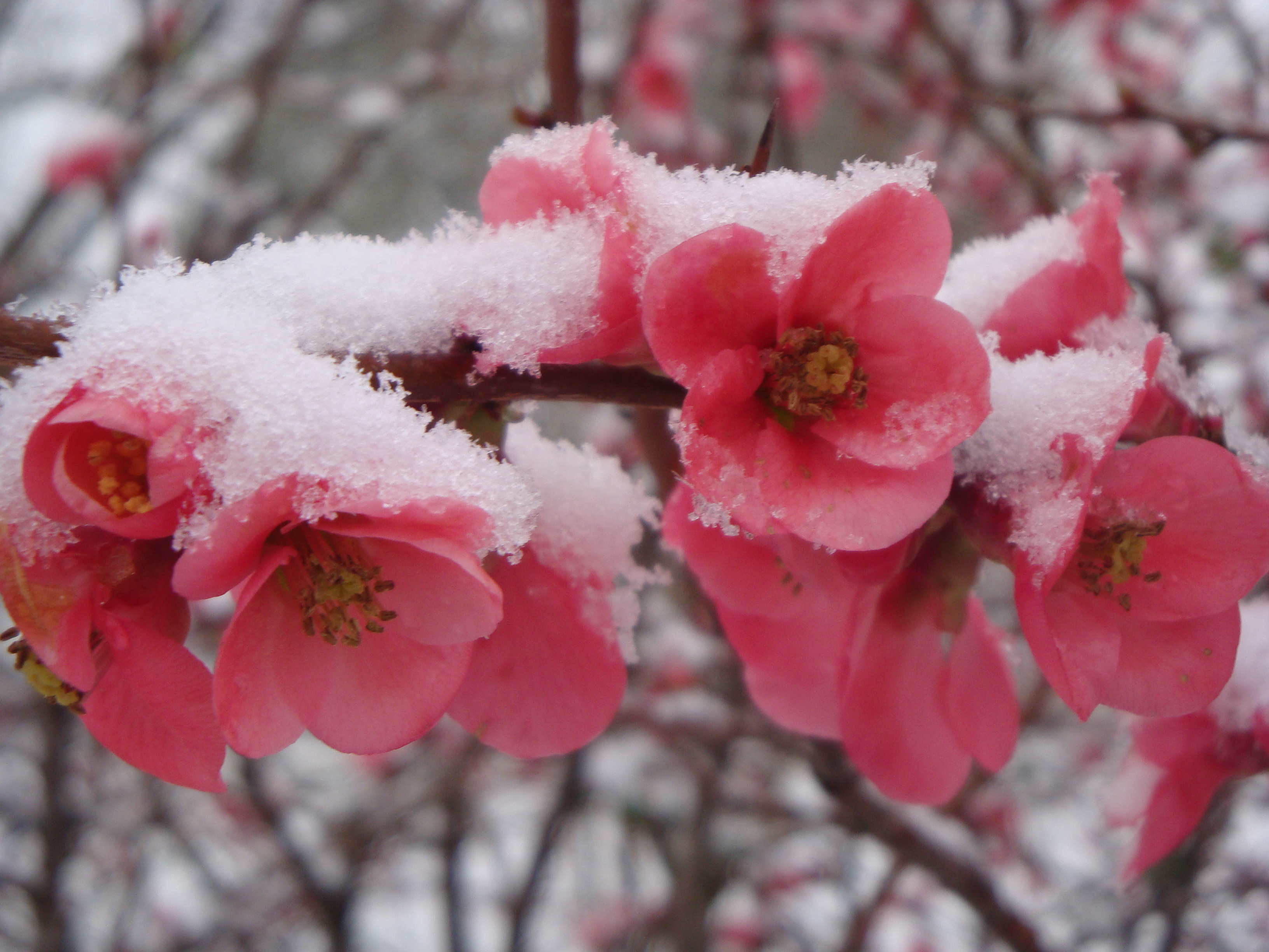 Цветок зима красивая. Зимние цветы. Цветы зимой. Цветок который цветет зимой. Дерево которое цветет зимой.
